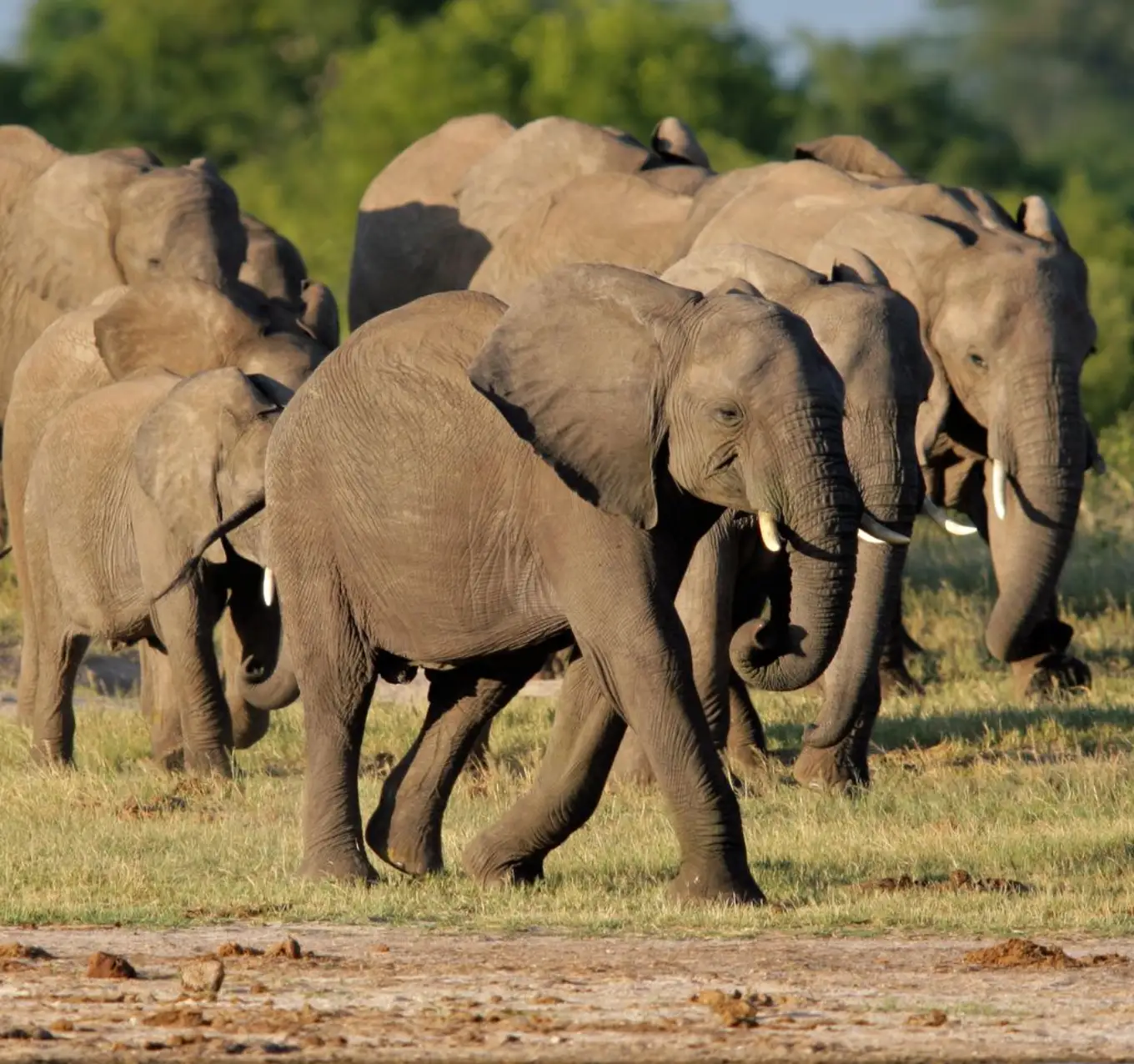 Hwange Wildlife