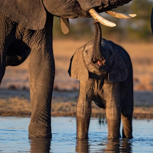 Hwange Wildlife