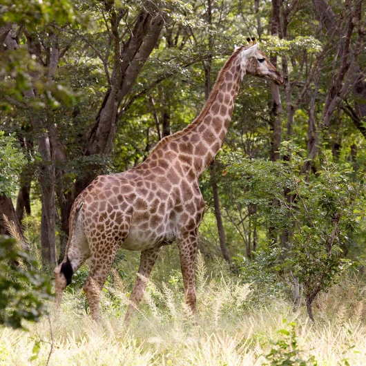 Hwange Wildlife