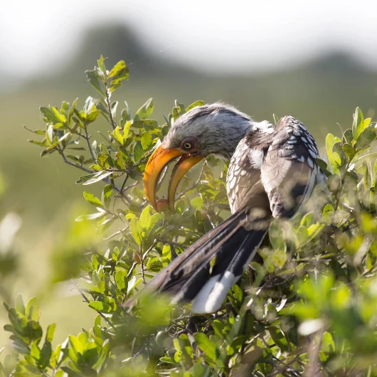 Hwange Birdlife