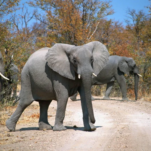 Hwange Wildlife