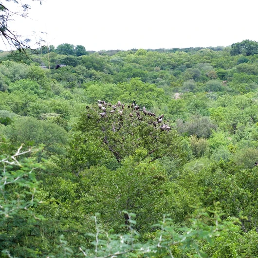 Hwange Birdlife