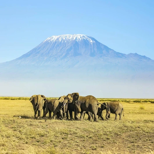 Kilimanjaro Wildlife