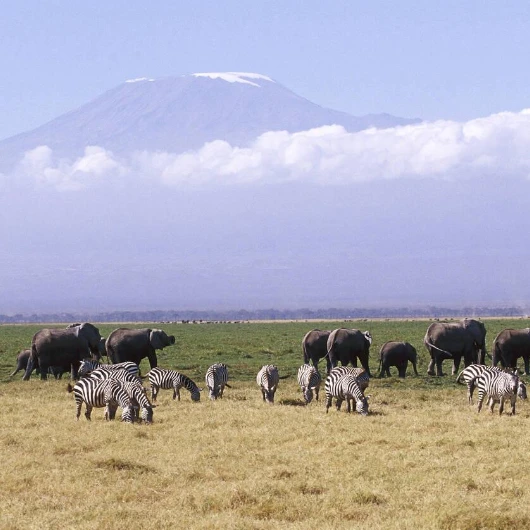 Kilimanjaro Wildlife
