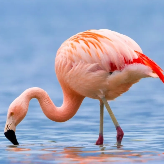 Lake Manyara Flamingos