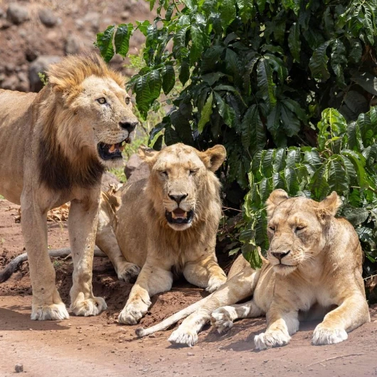 Lake Manyara Wildlife