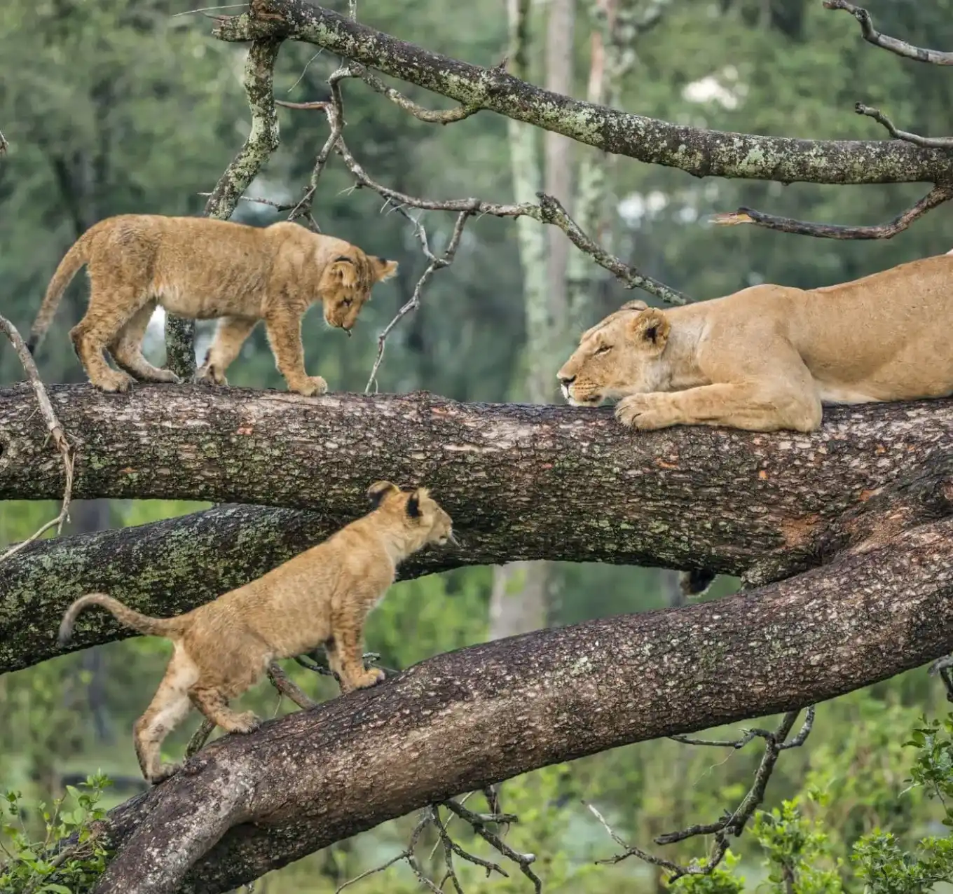 Tree Climbing Lion