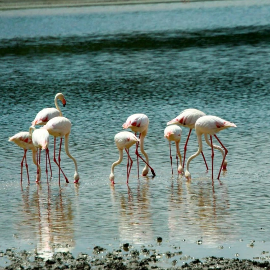 Lake Manyara Flamingos