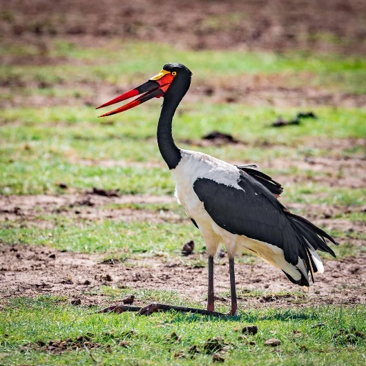 Lake Manyara Birdlife