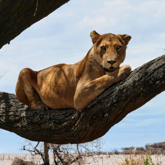 Tree Climbing Lion
