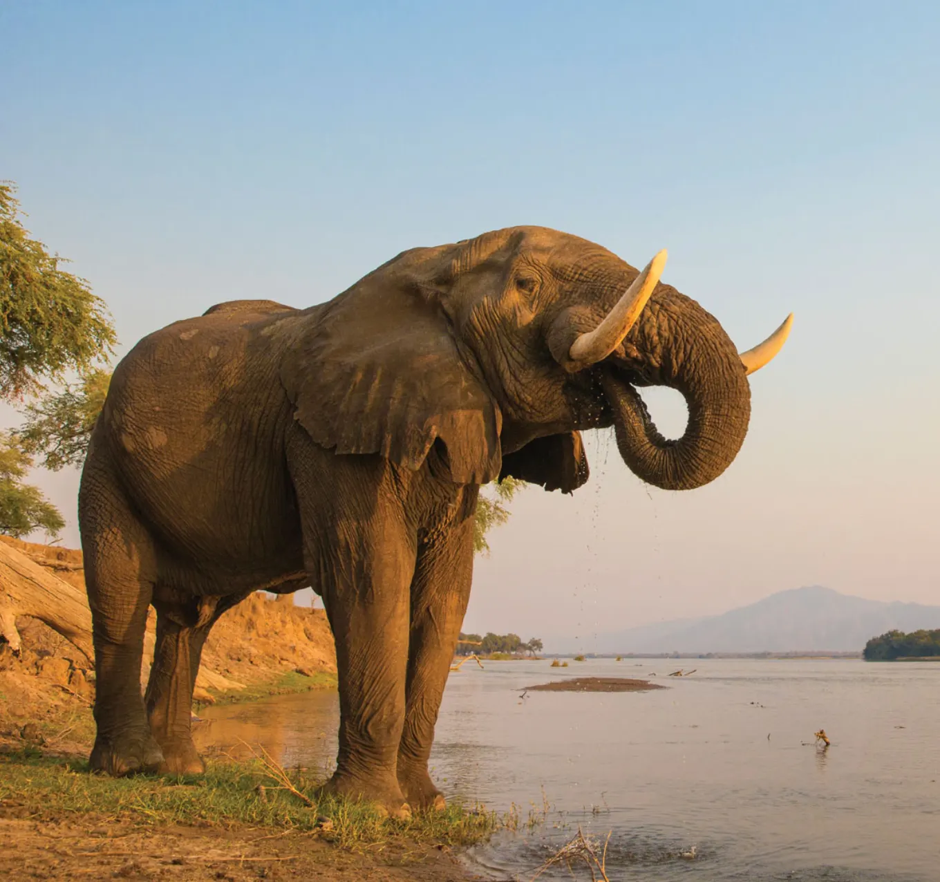 Mana Pools Wildlife