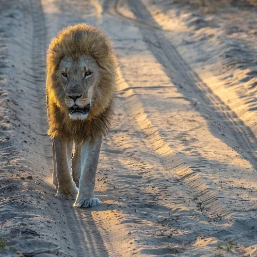 Mana Pools Wildlife