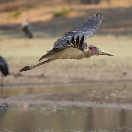Mana Pools Birdlife