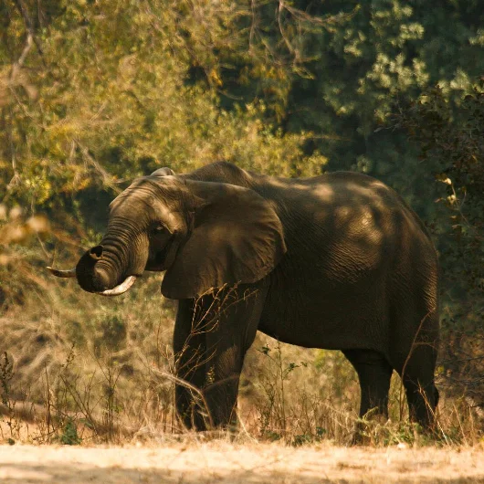 Mana Pools Wildlife