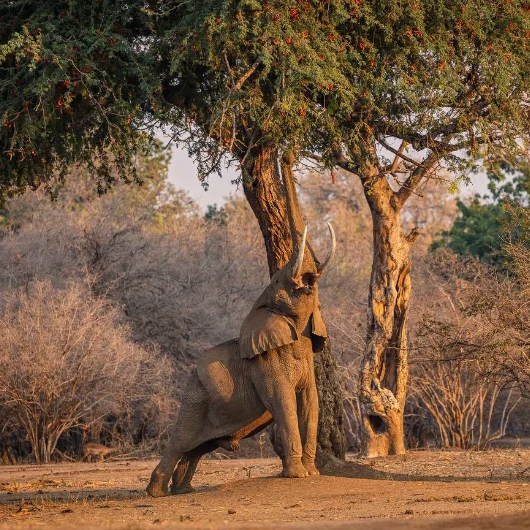 Mana Pools Wildlife