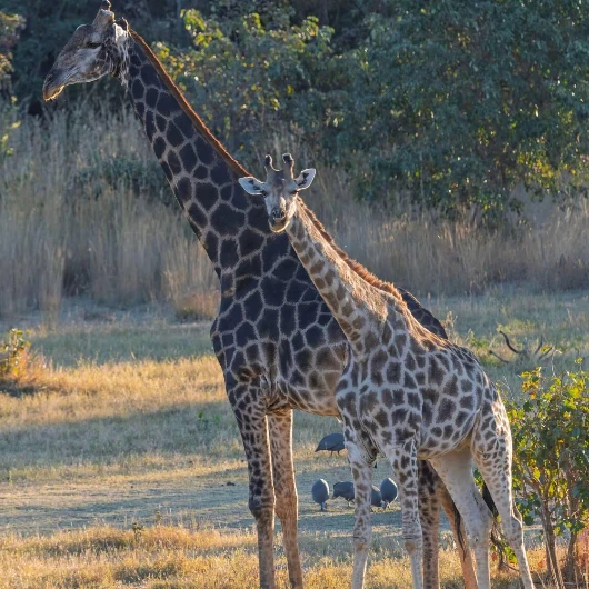 Matobo Wildlife