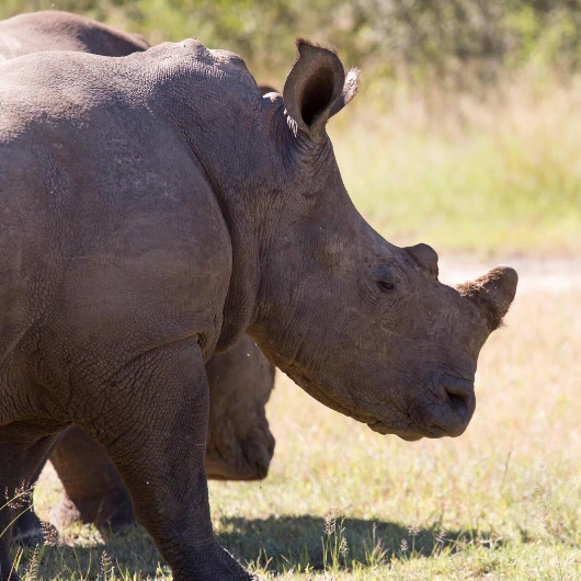 Matobo Wildlife