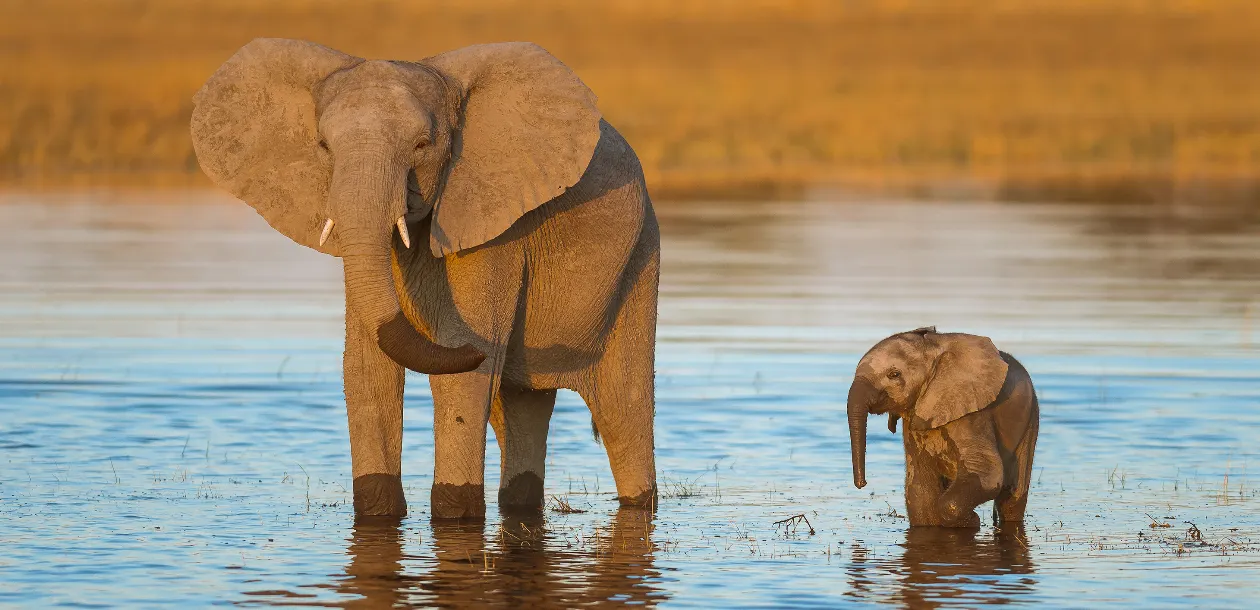 Wildlife Encounters