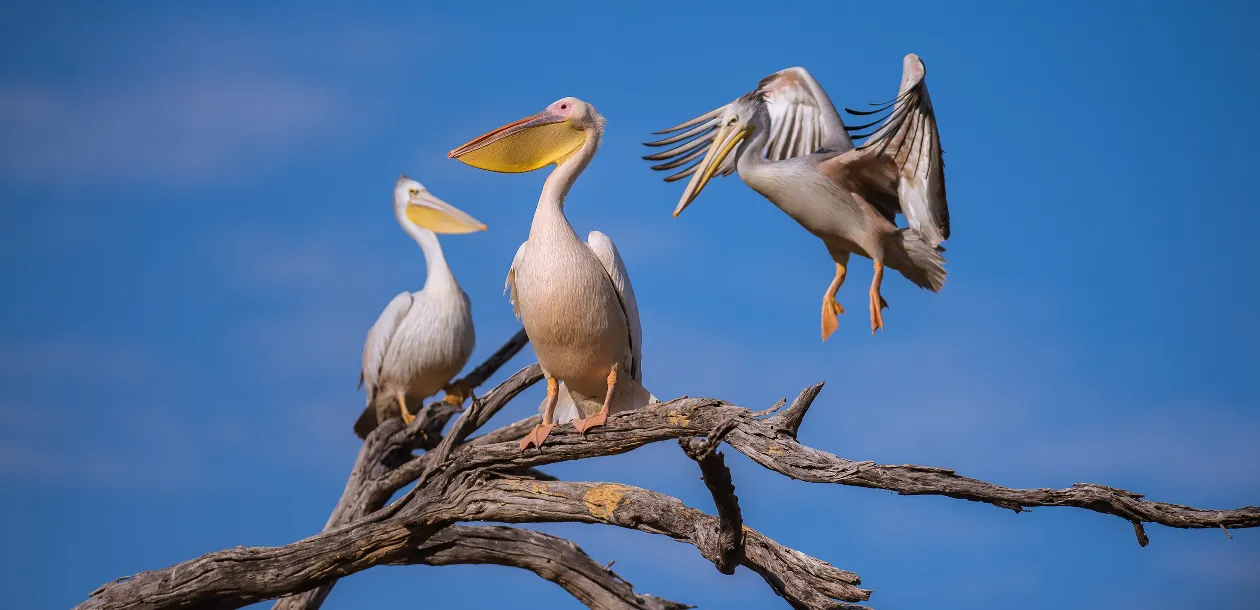 Bird Watching