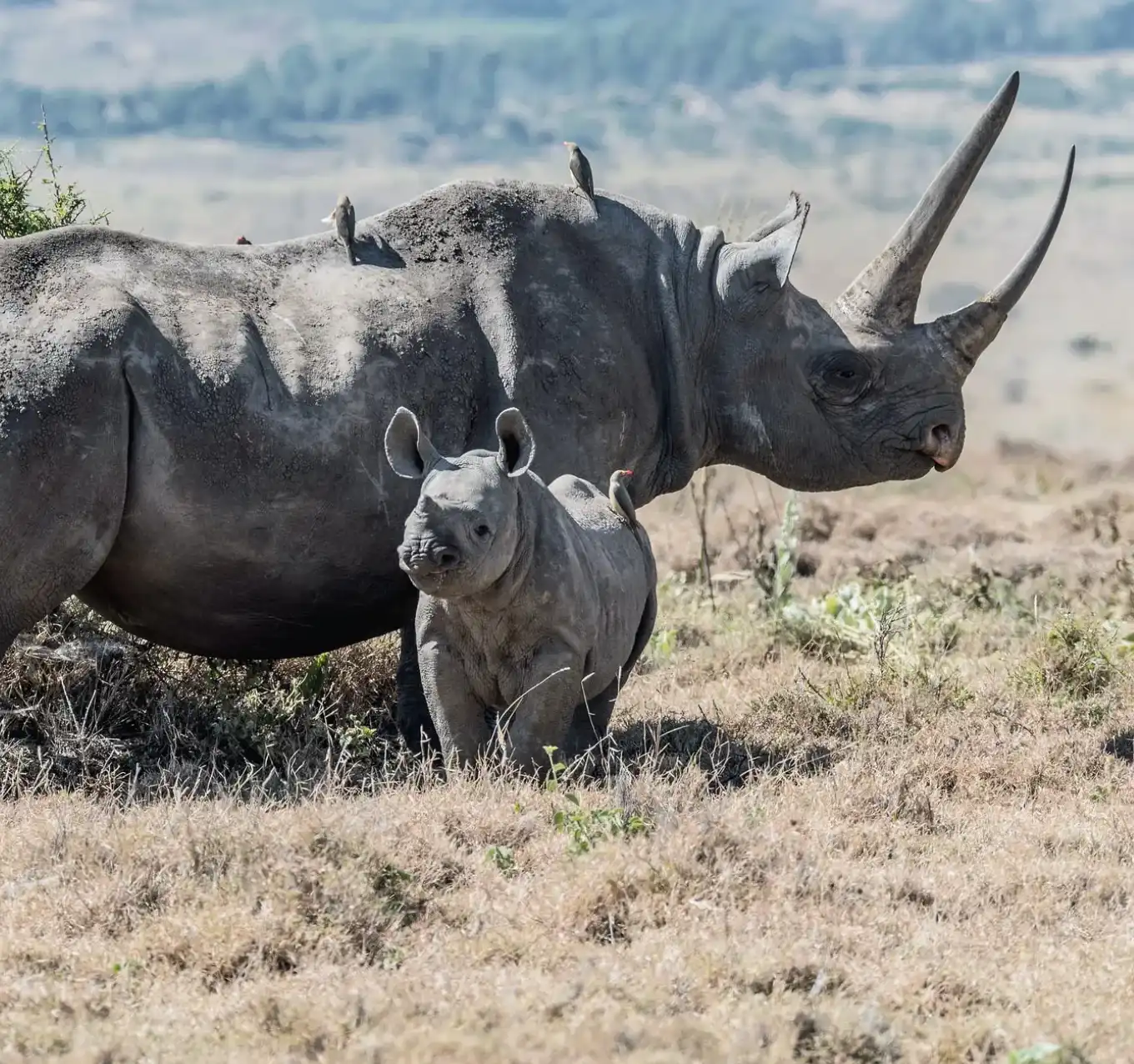 Moremi Wildlife