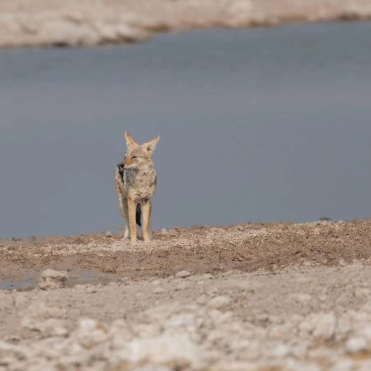 Etosha Wildlife