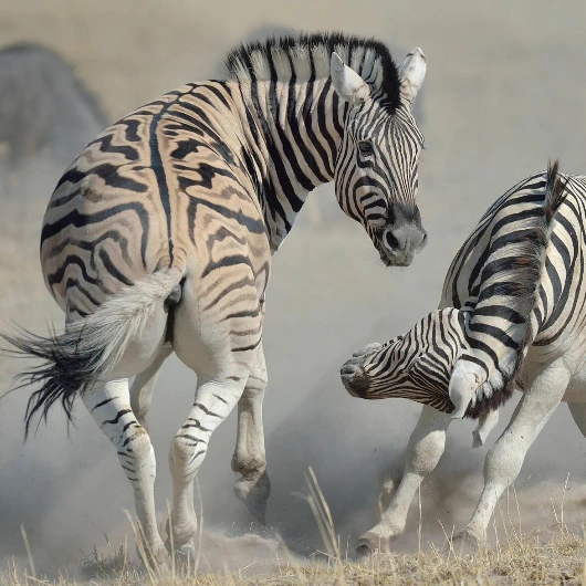 Etosha Wildlife
