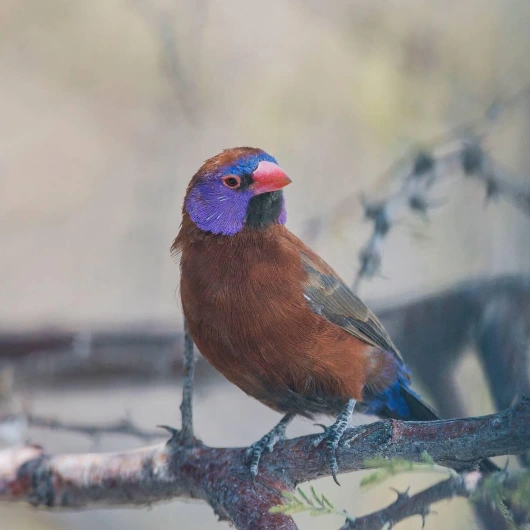 Etosha Birdlife