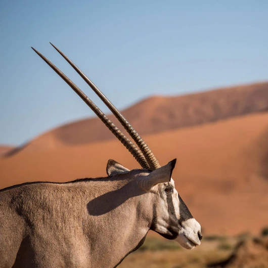 Sossusvlei wildlife
