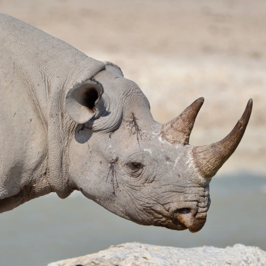 Etosha Wildlife