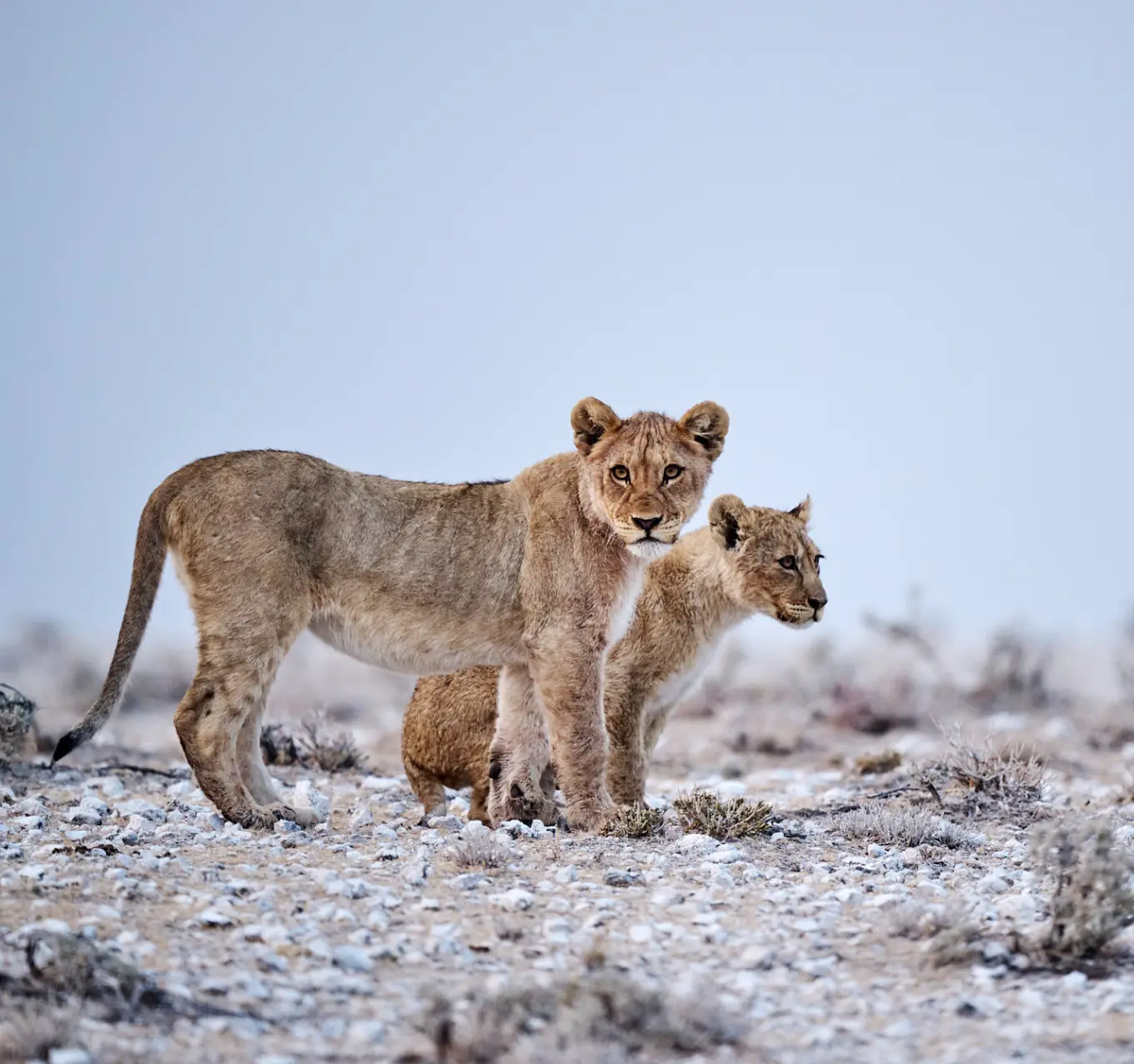 Etosha Wildlife