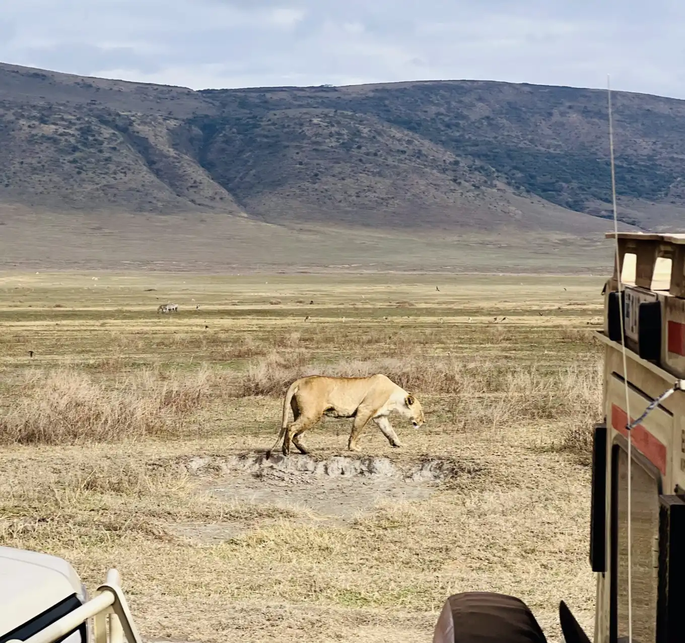 Ngorongoro Wildlife
