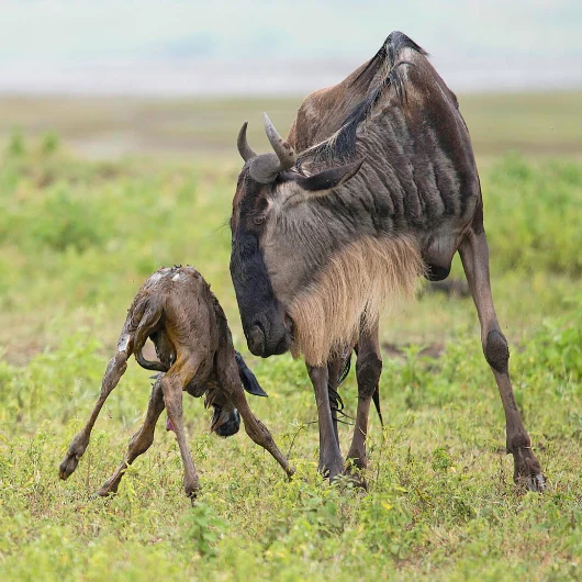Ngorongoro Wildlife