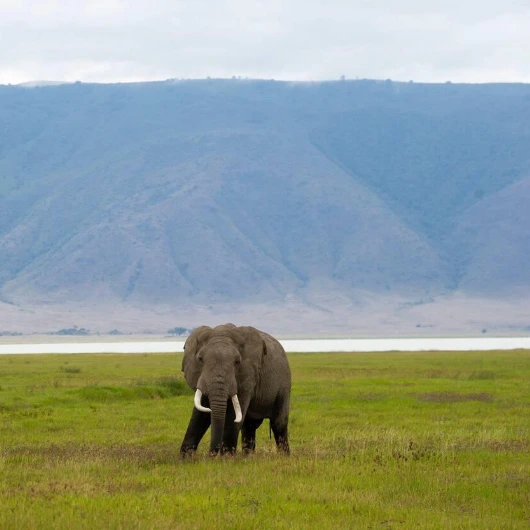 Ngorongoro Wildlife