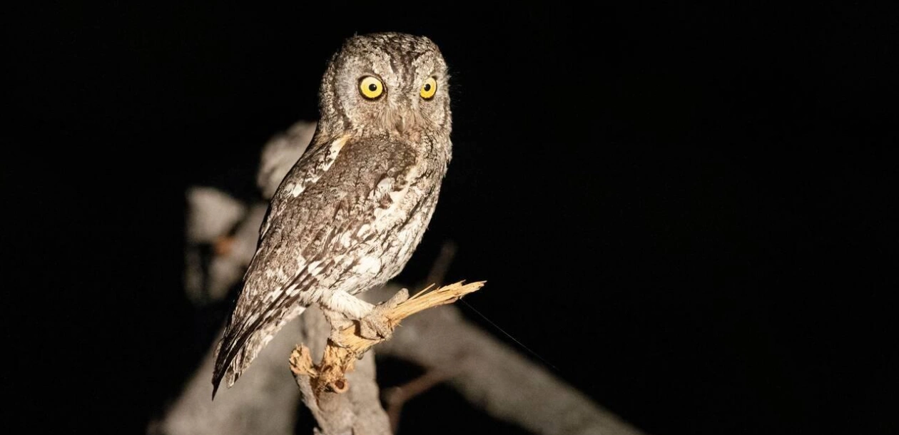 Nocturnal Wildlife