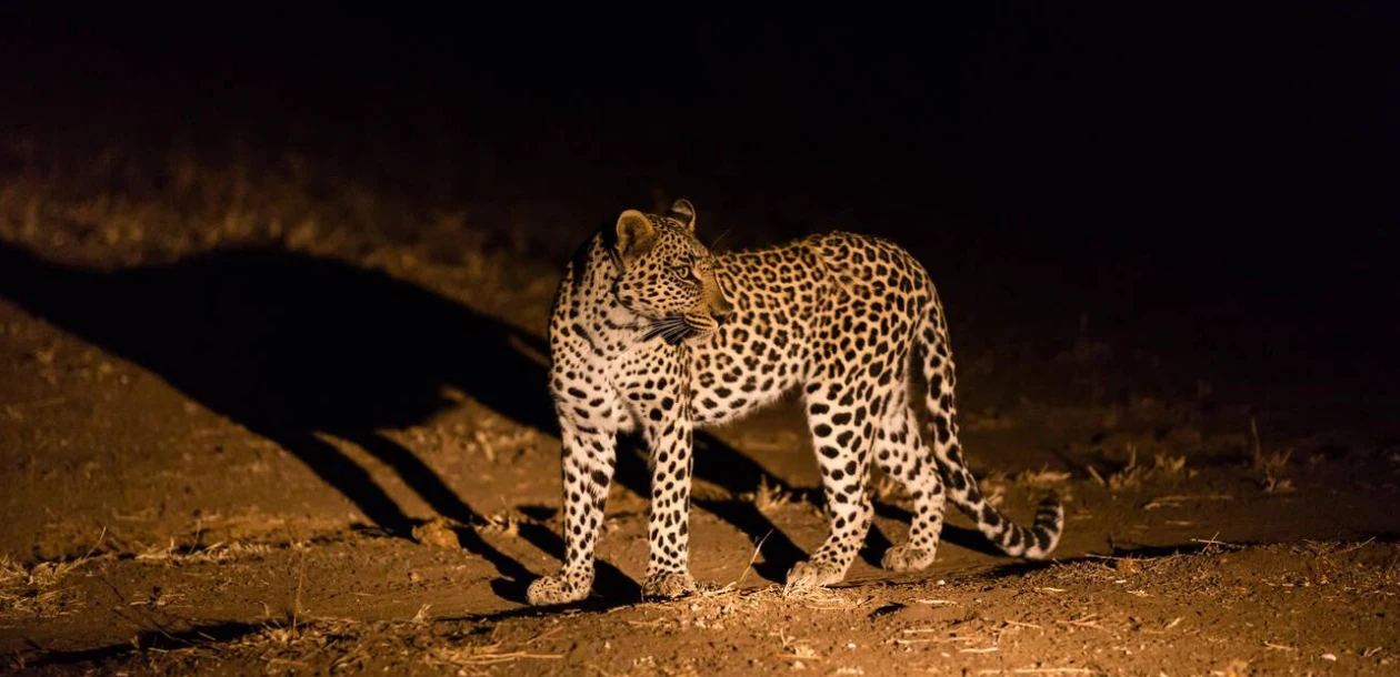 Leopard Sightings