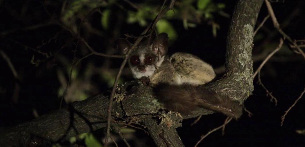 Bush Babies