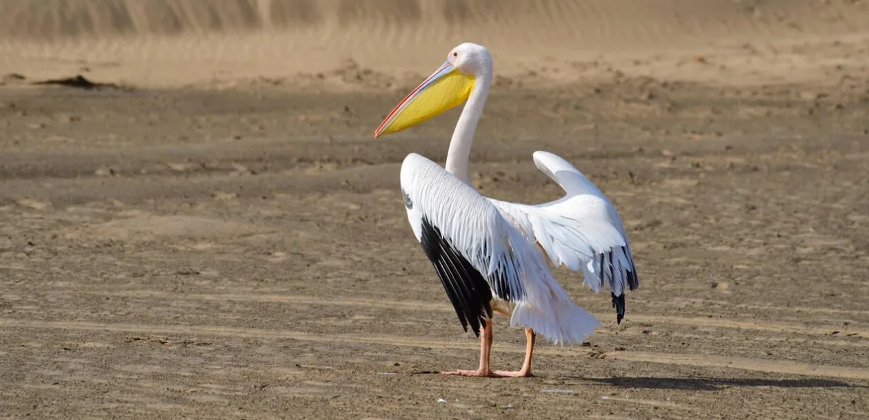Pelicans