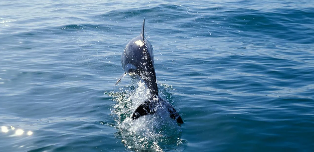 Dolphin Encounters