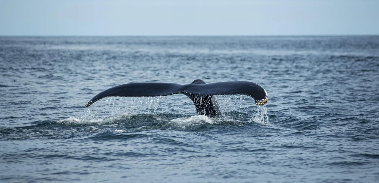 Whale Watching