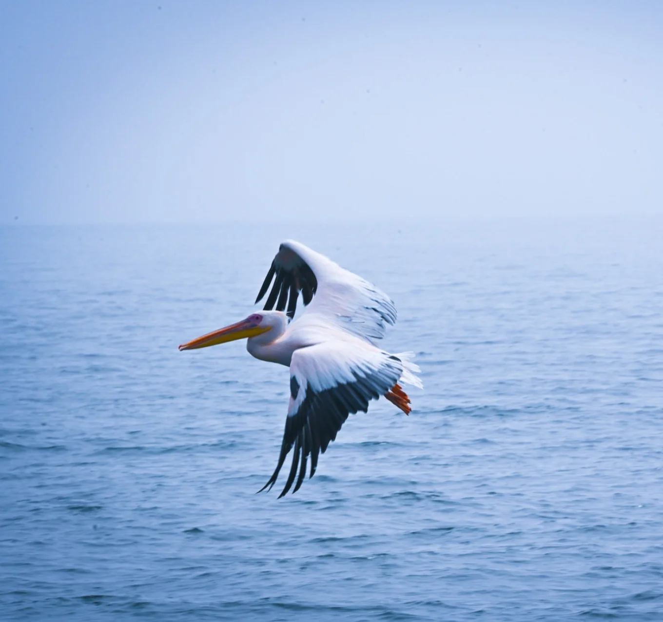 Pelicans