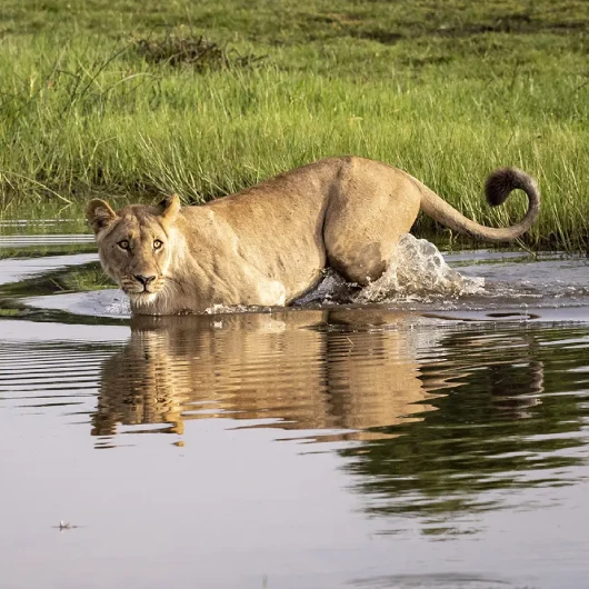 Okavango Delta Wildlife Attractions