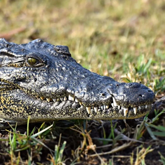 Okavango Delta Attractions