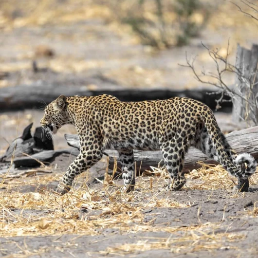 Okavango Delta Wildlife