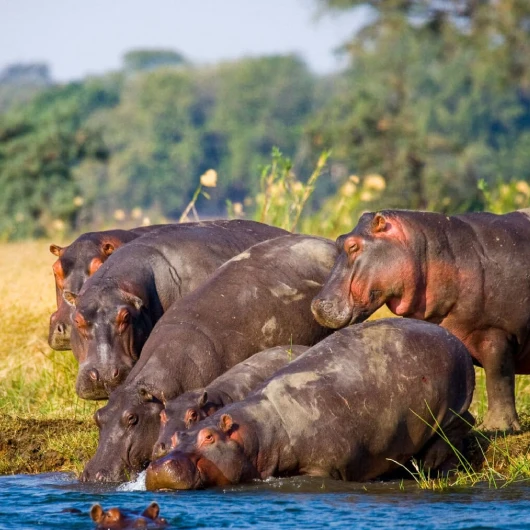 Okavango Delta Wildlife