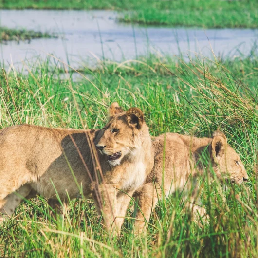 Okavango Delta Wildlife
