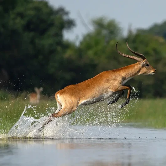 Okavango Delta Wildlife