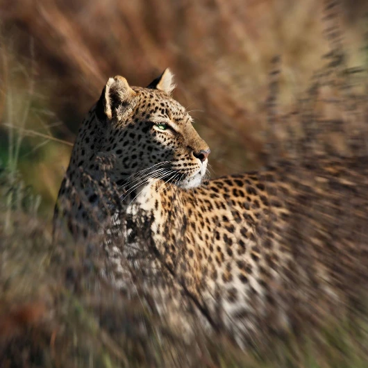 Savuti Wildlife