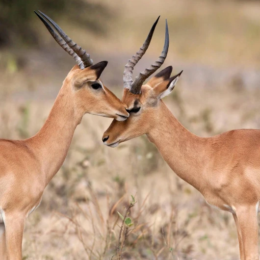 Savuti Wildlife