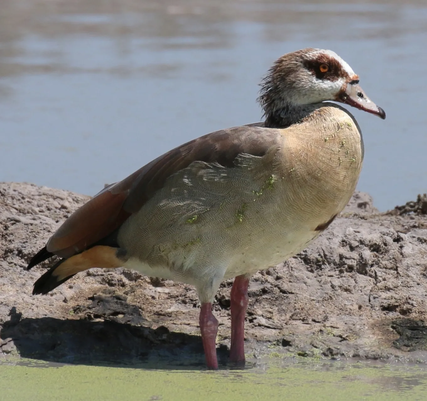Birdlife