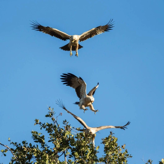 Savuti Birdlife